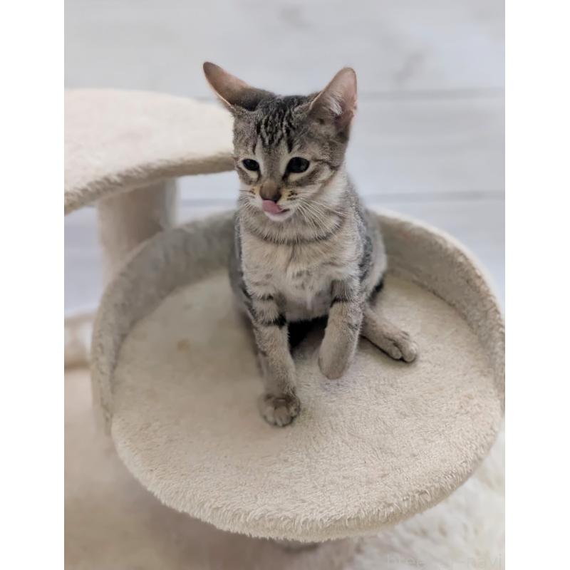 販売中の愛知県のミックス-132263の2枚目