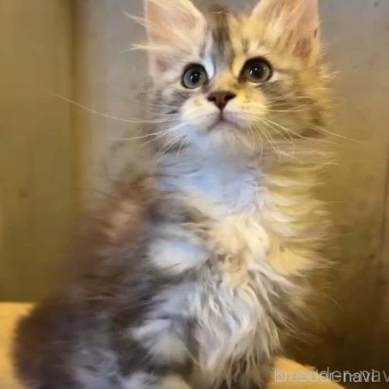 販売中の東京都のメインクーン-132264の1枚目