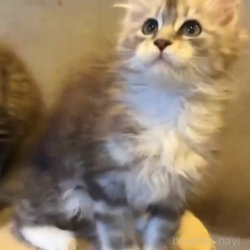 販売中の東京都のメインクーン-132264の3枚目