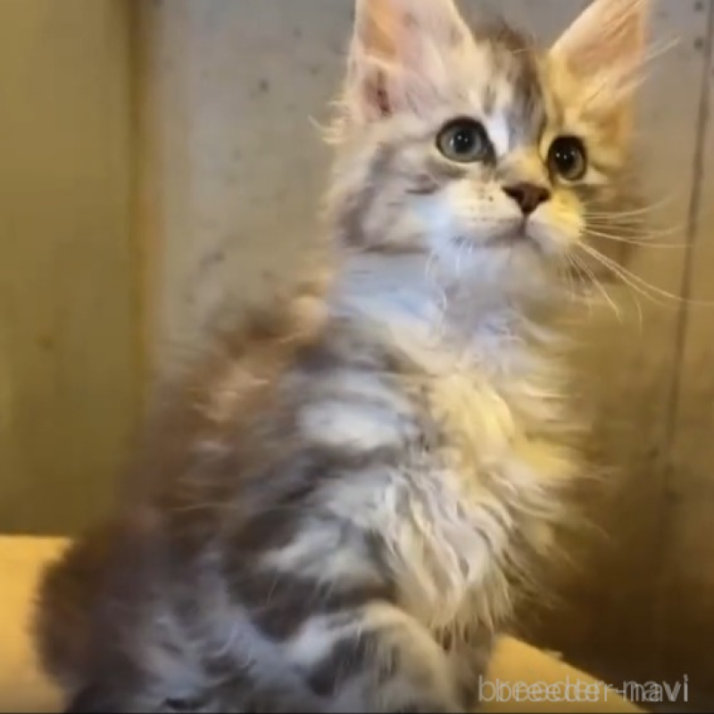 販売中の東京都のメインクーン-132264の2枚目