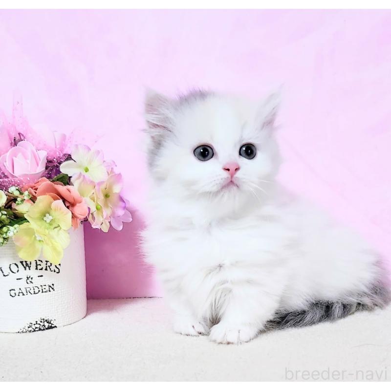 成約済の群馬県のマンチカン(短足)-130964の3枚目