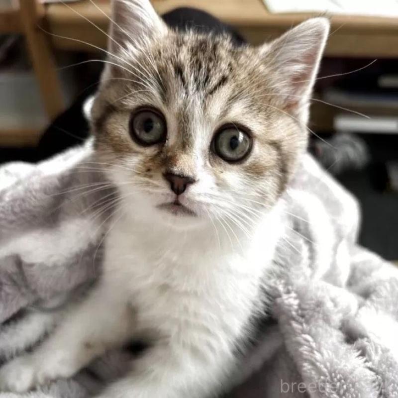 販売中の静岡県のスコティッシュフォールド-132265