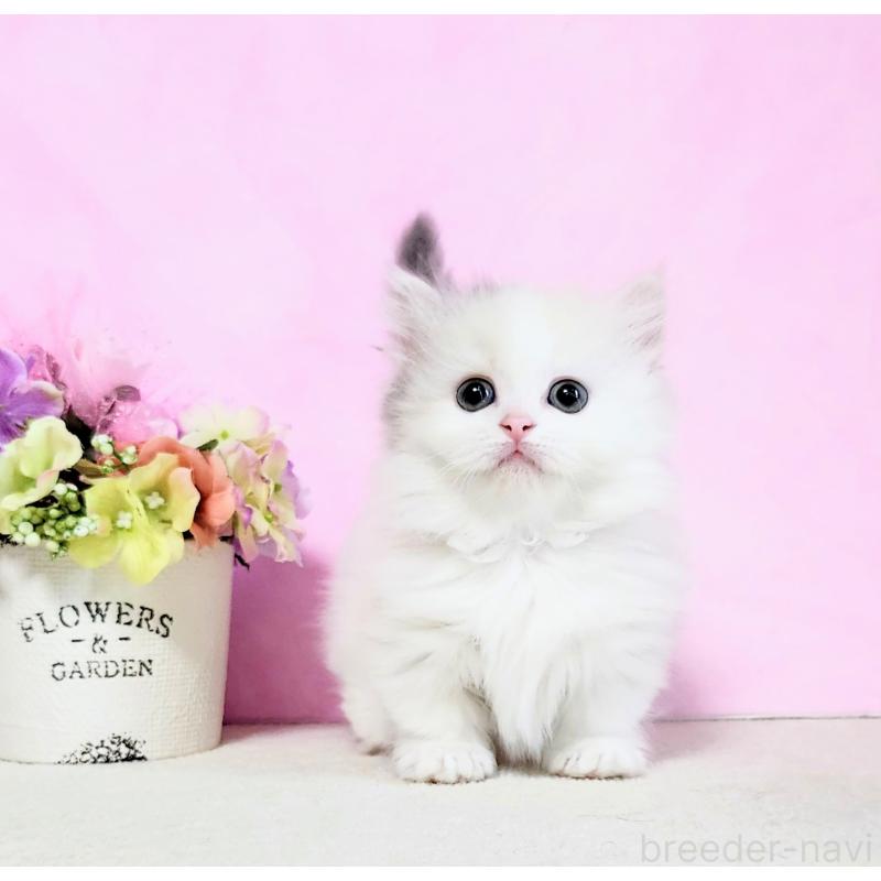 成約済の群馬県のマンチカン(短足)-130964の2枚目