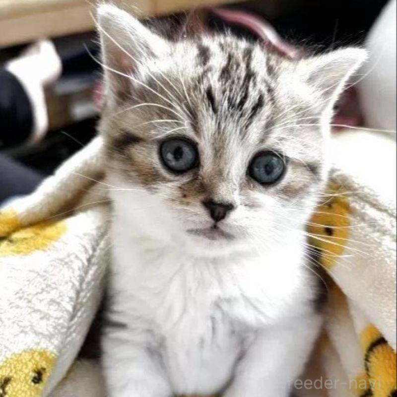 販売中の静岡県のスコティッシュフォールド-132265の2枚目