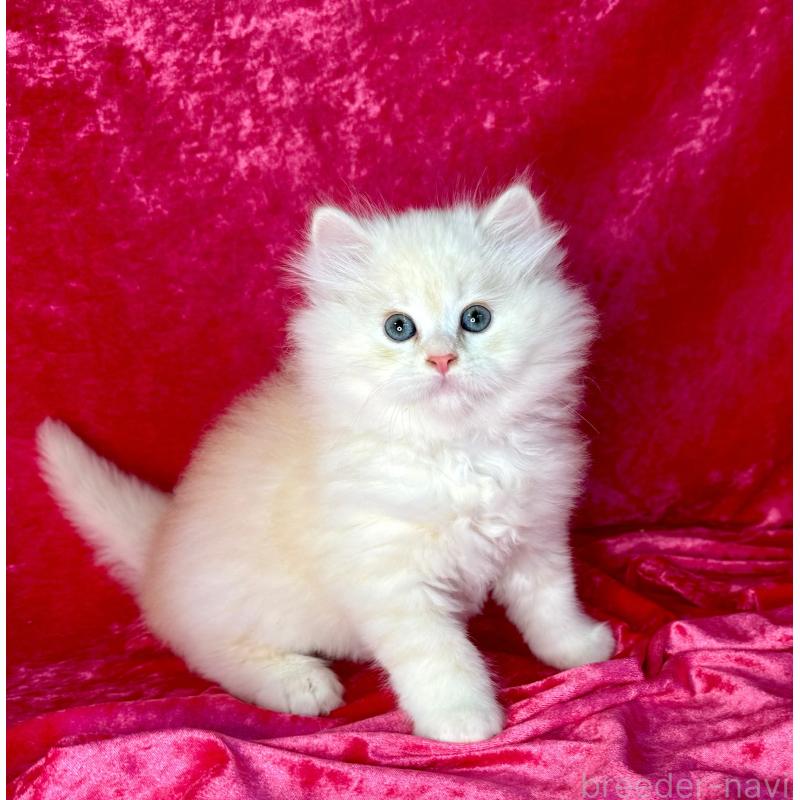 販売中の千葉県のサイベリアン-130326の5枚目