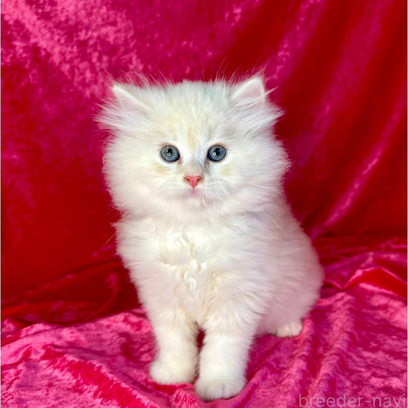 販売中の千葉県のサイベリアン-130326の4枚目