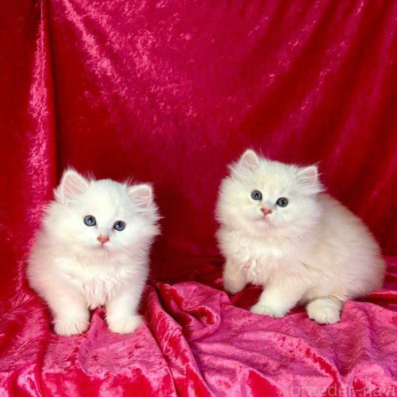 販売中の千葉県のサイベリアン-130326の3枚目