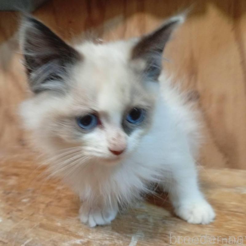 販売中の東京都のラグドール-132266の3枚目