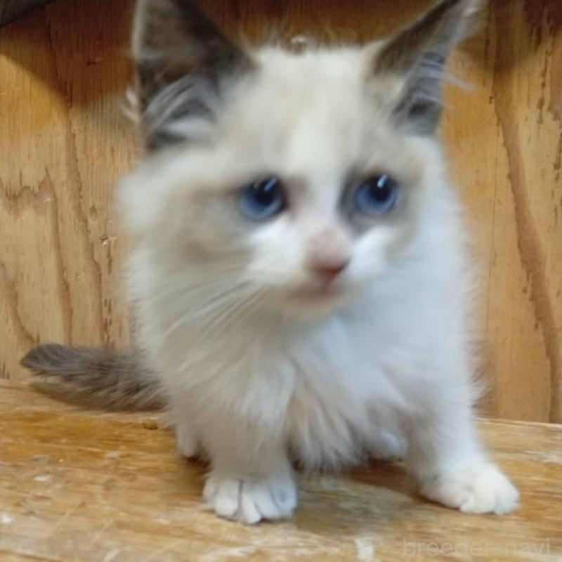 販売中の東京都のラグドール-132266の2枚目