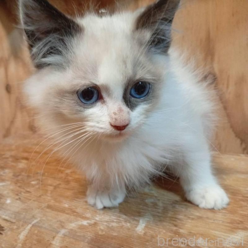 販売中の東京都のラグドール-132266