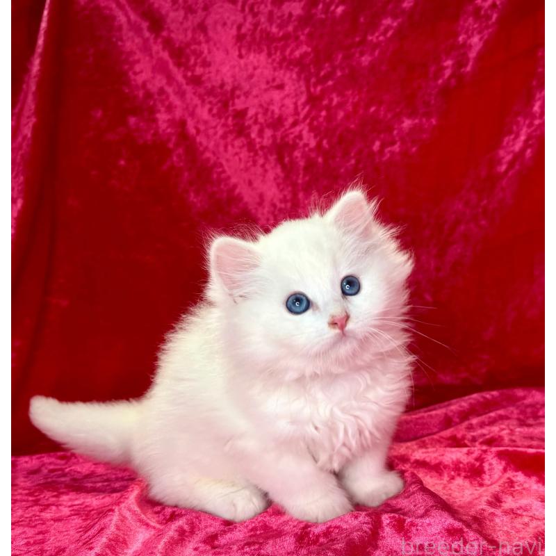 販売中の千葉県のサイベリアン-130327の6枚目