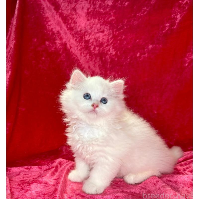 販売中の千葉県のサイベリアン-130327の5枚目