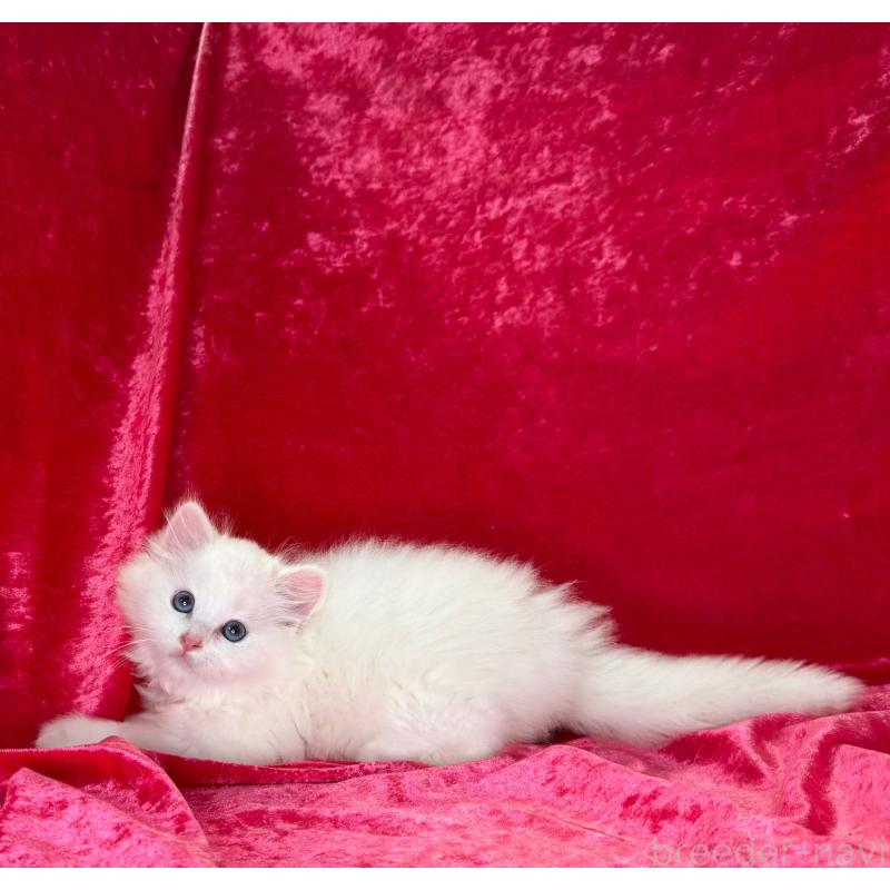 販売中の千葉県のサイベリアン-130327の4枚目