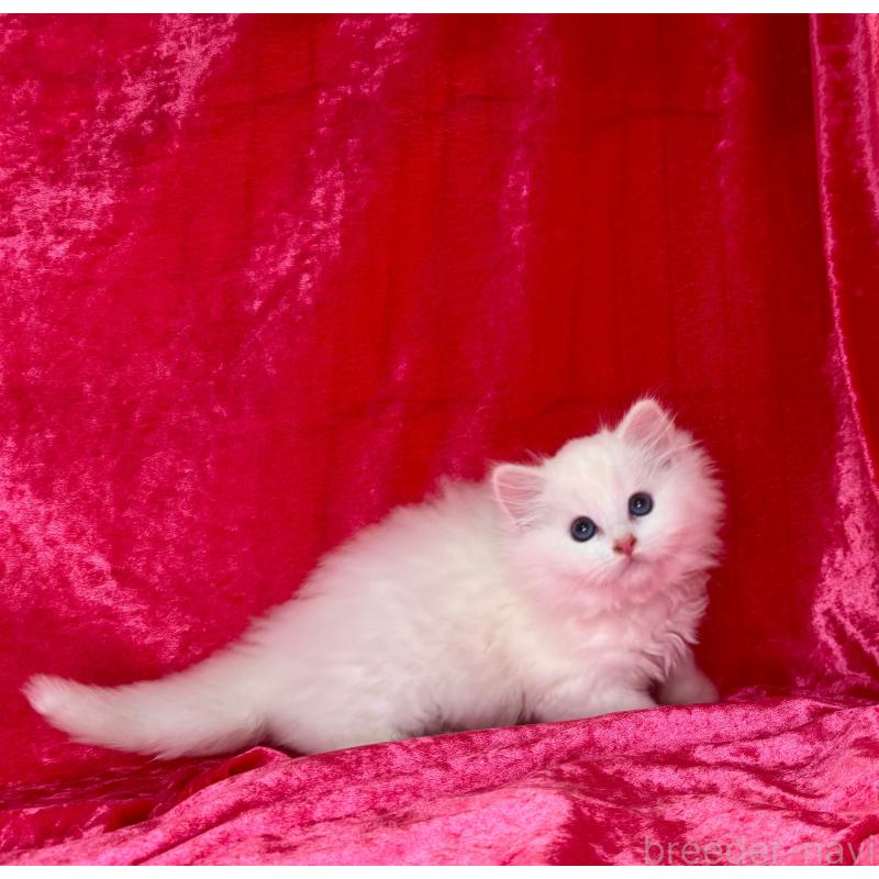 販売中の千葉県のサイベリアン-130327の3枚目