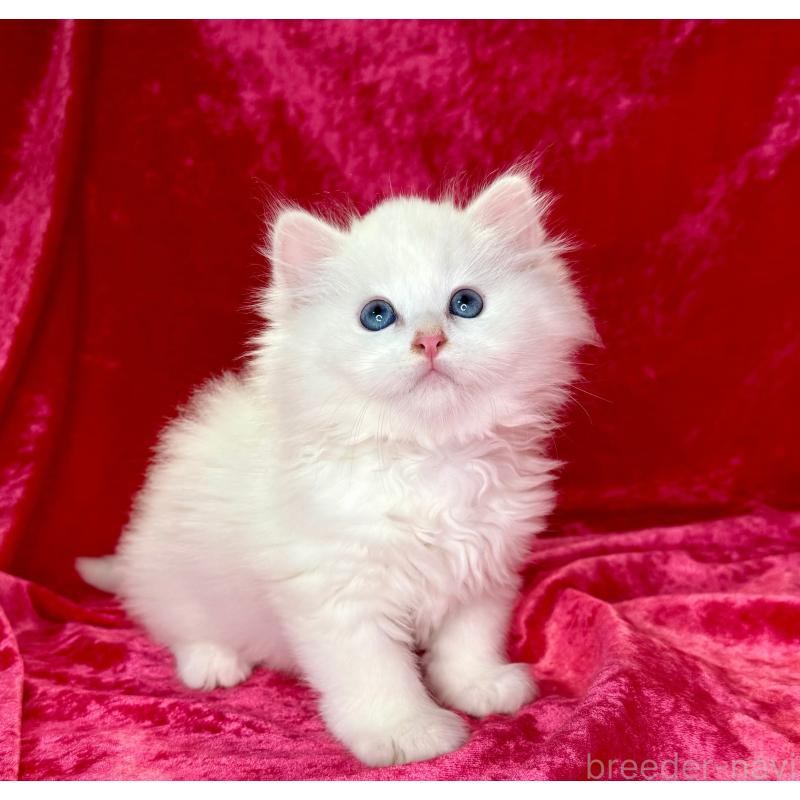 販売中の千葉県のサイベリアン-130327の2枚目