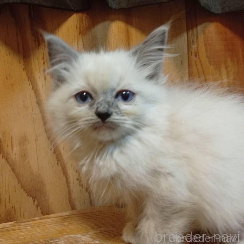 販売中の東京都のラグドール-132267