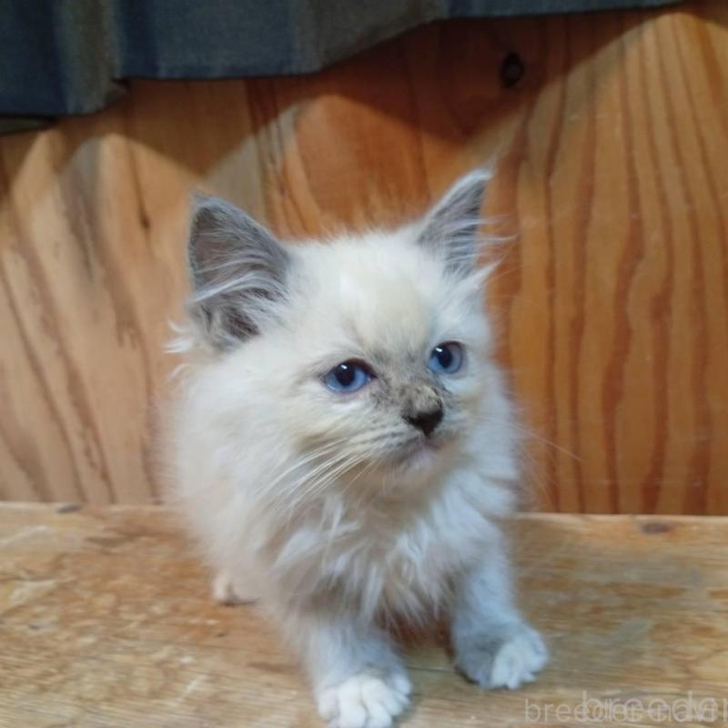 販売中の東京都のラグドール-132267の3枚目