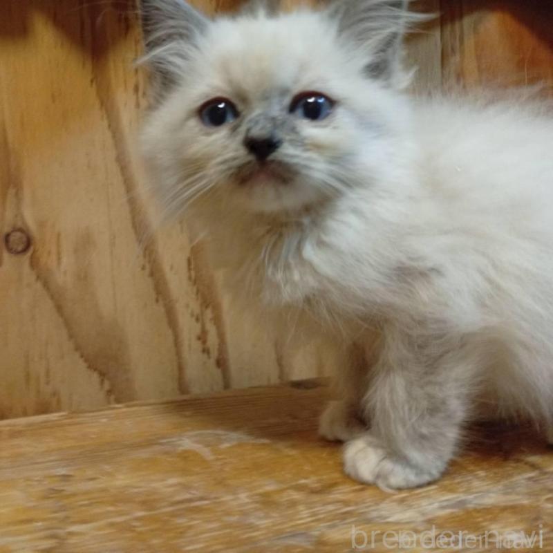 販売中の東京都のラグドール-132267の2枚目