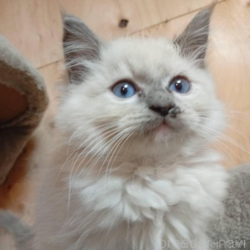 販売中の東京都のラグドール-132268