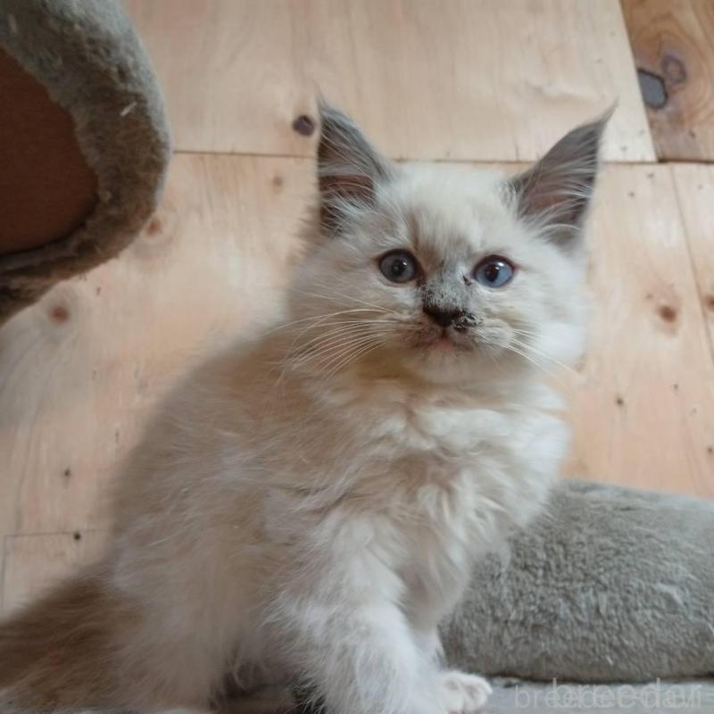 販売中の東京都のラグドール-132268の3枚目