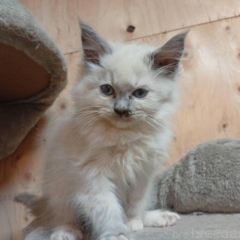 販売中の東京都のラグドール-132268の2枚目