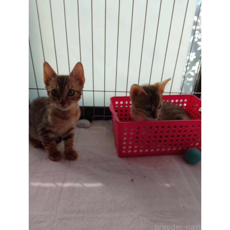 販売中の滋賀県のベンガル-132270の2枚目