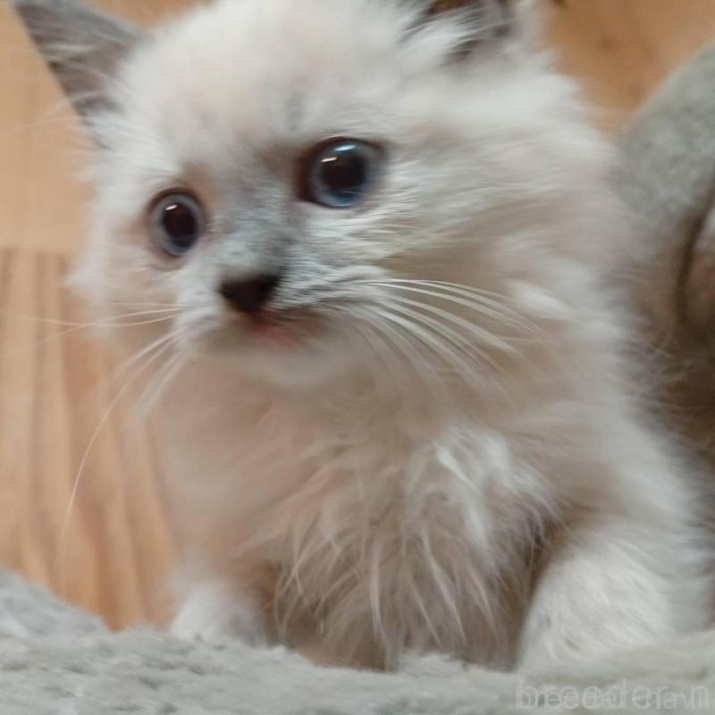 販売中の東京都のラグドール-132269の1枚目