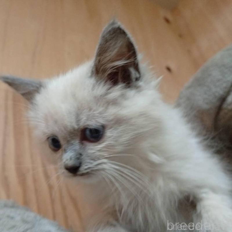 販売中の東京都のラグドール-132269の2枚目