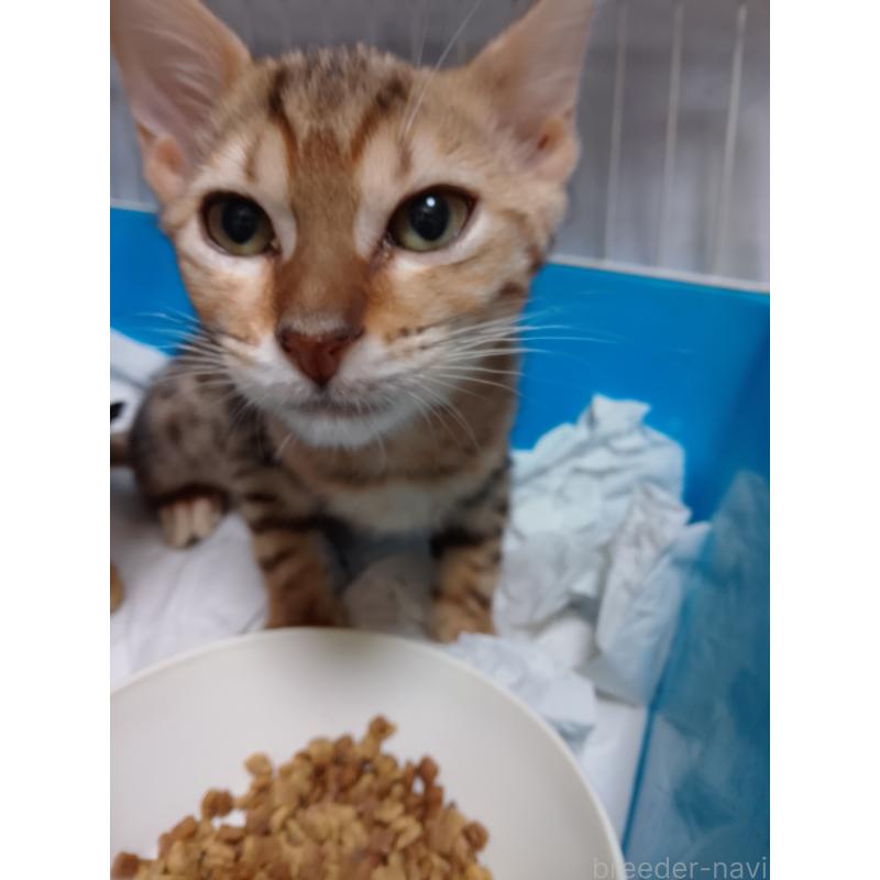 販売中の滋賀県のベンガル-132271の4枚目