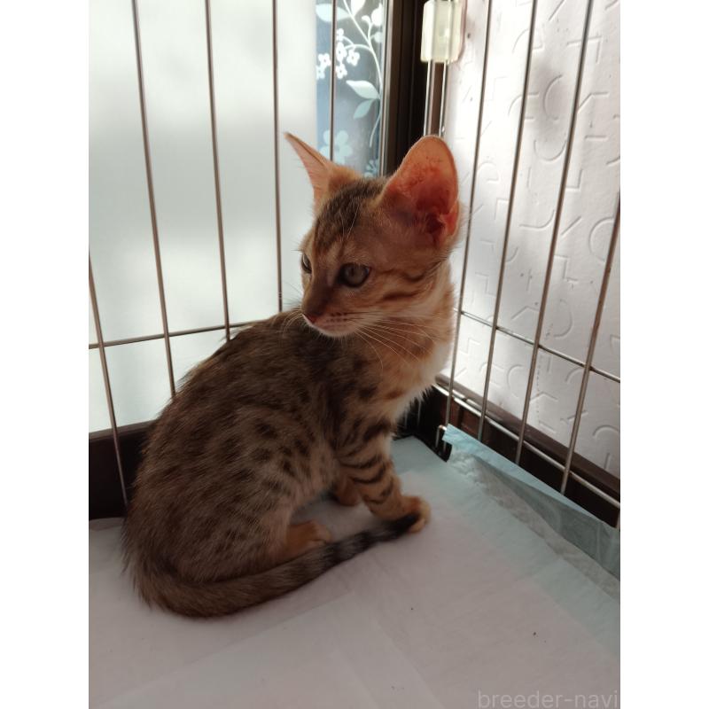 販売中の滋賀県のベンガル-132271の3枚目