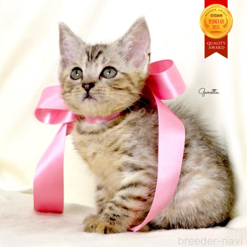 販売中の栃木県のジェネッタ-131405