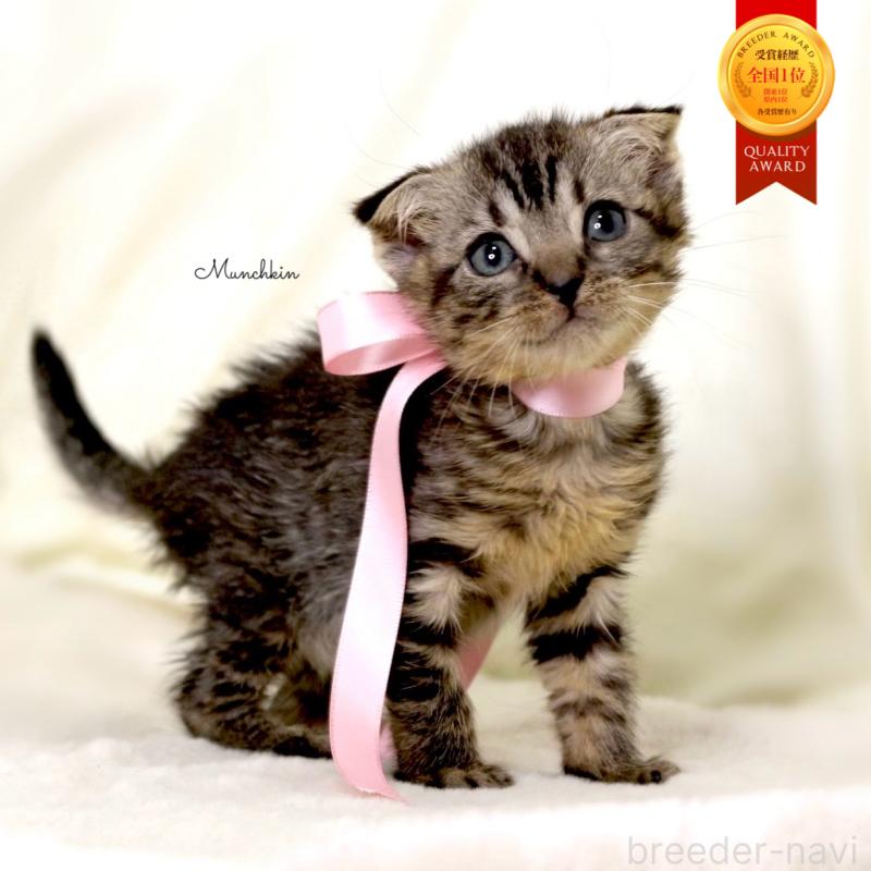 販売中の栃木県のマンチカン-132272の1枚目