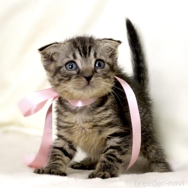 販売中の栃木県のマンチカン-132272の10枚目