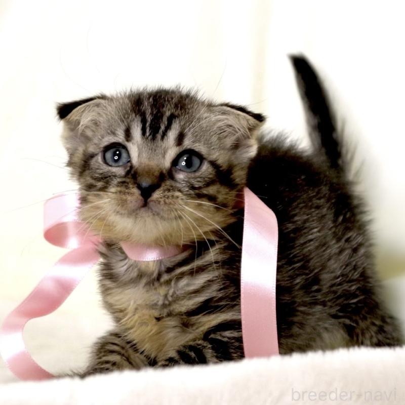 販売中の栃木県のマンチカン-132272の9枚目