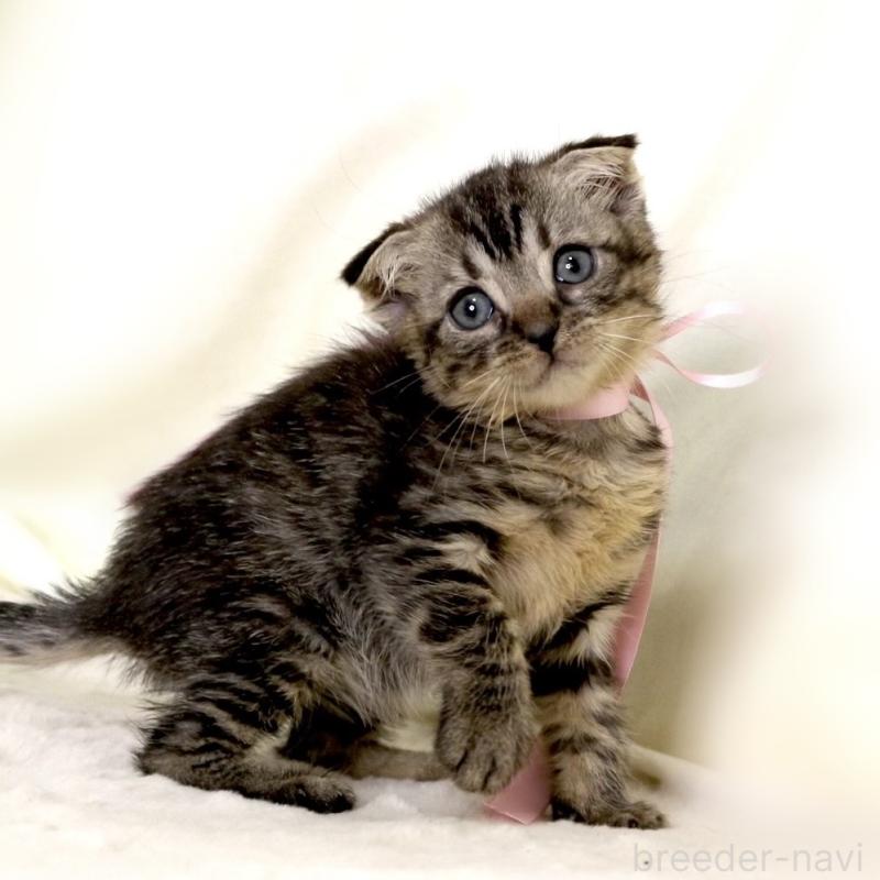 販売中の栃木県のマンチカン-132272の8枚目