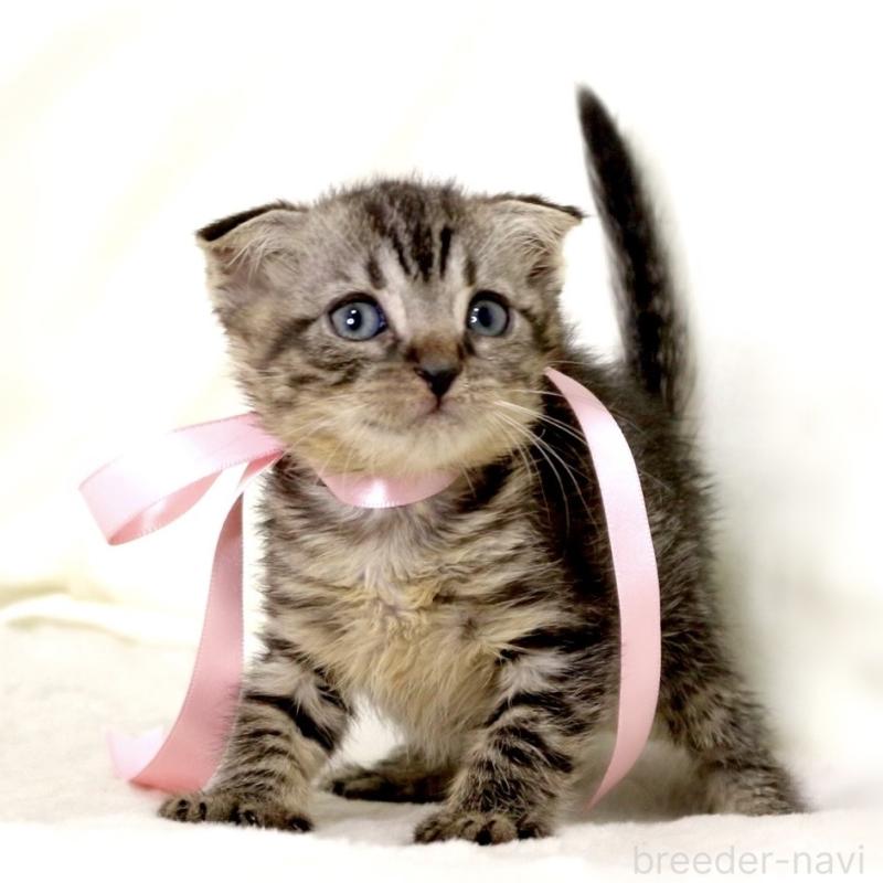 販売中の栃木県のマンチカン-132272の7枚目