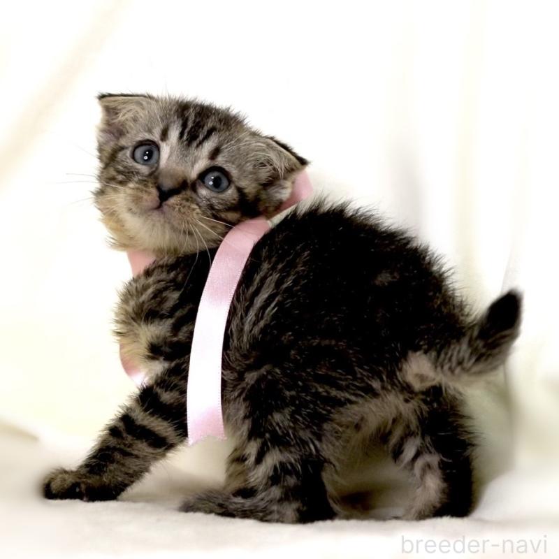 販売中の栃木県のマンチカン-132272の6枚目