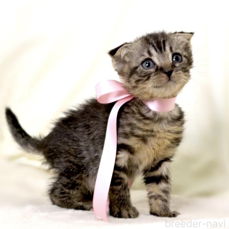 販売中の栃木県のマンチカン-132272の5枚目