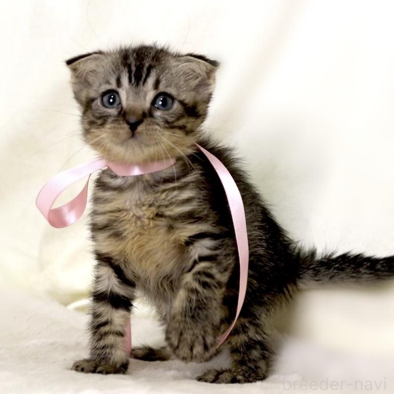 販売中の栃木県のマンチカン-132272の4枚目