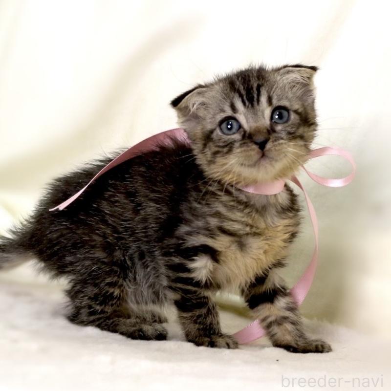 販売中の栃木県のマンチカン-132272の3枚目