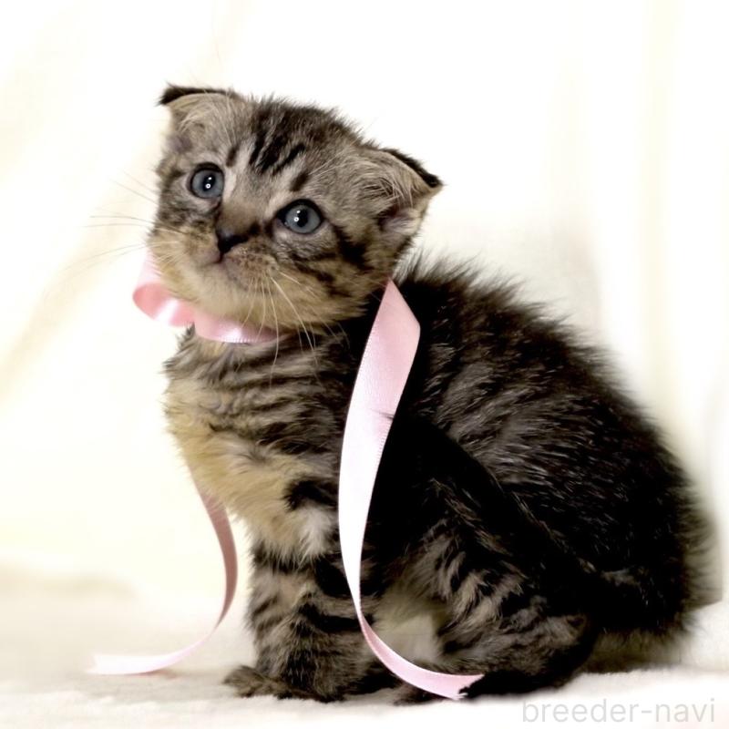 販売中の栃木県のマンチカン-132272の2枚目