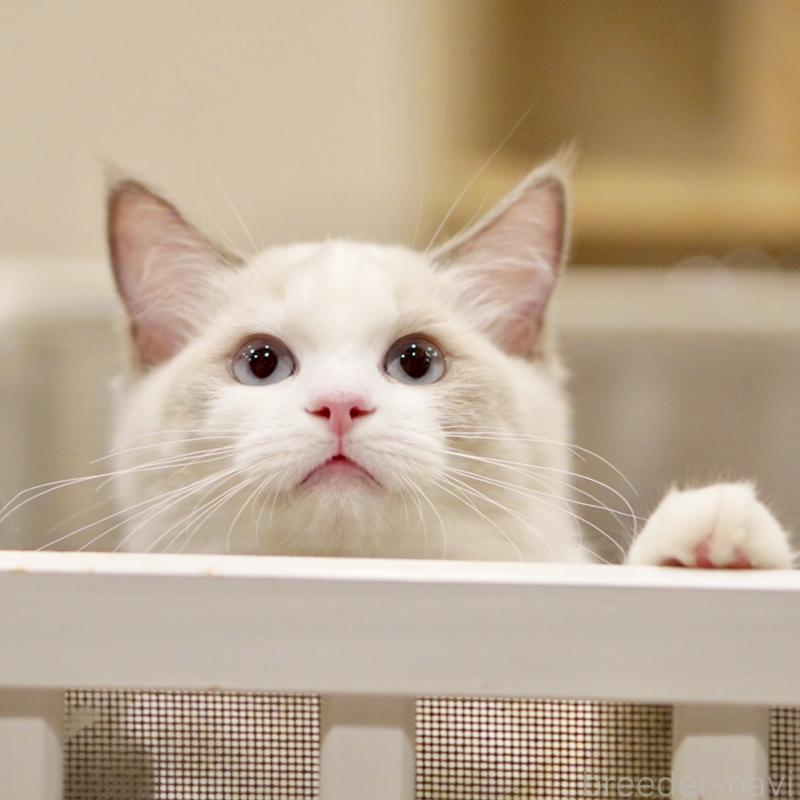 商談中の東京都のラグドール-121201の13枚目