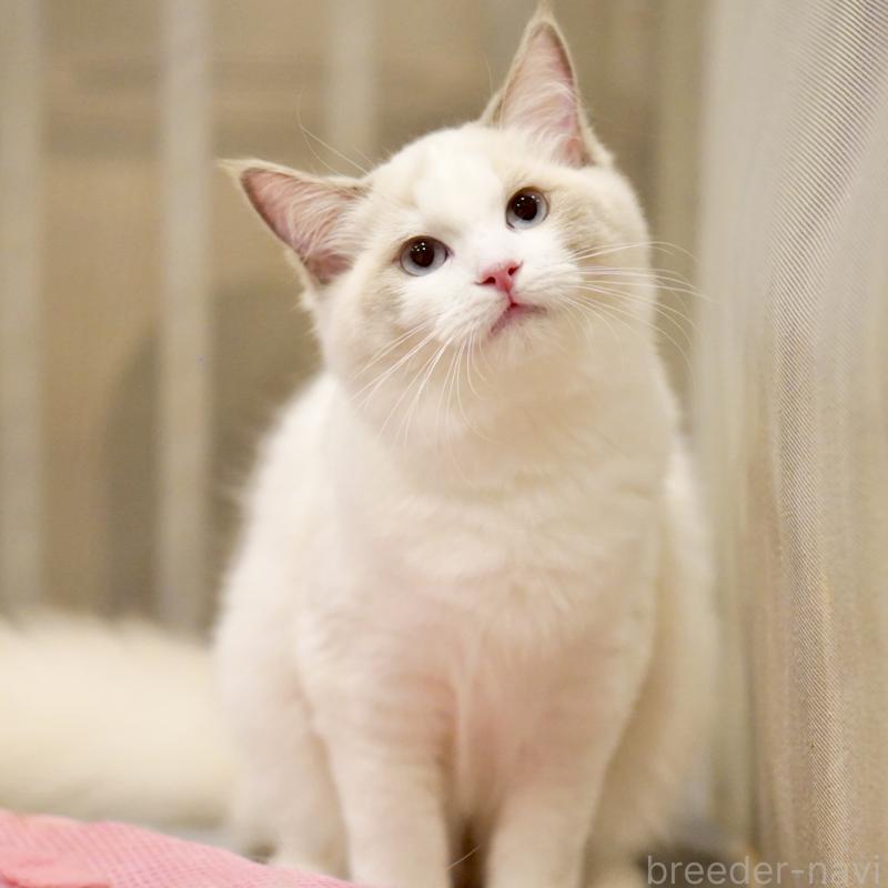 商談中の東京都のラグドール-121201の12枚目