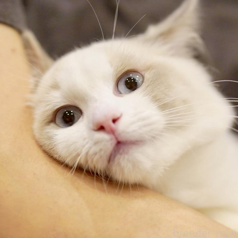 商談中の東京都のラグドール-121201の11枚目