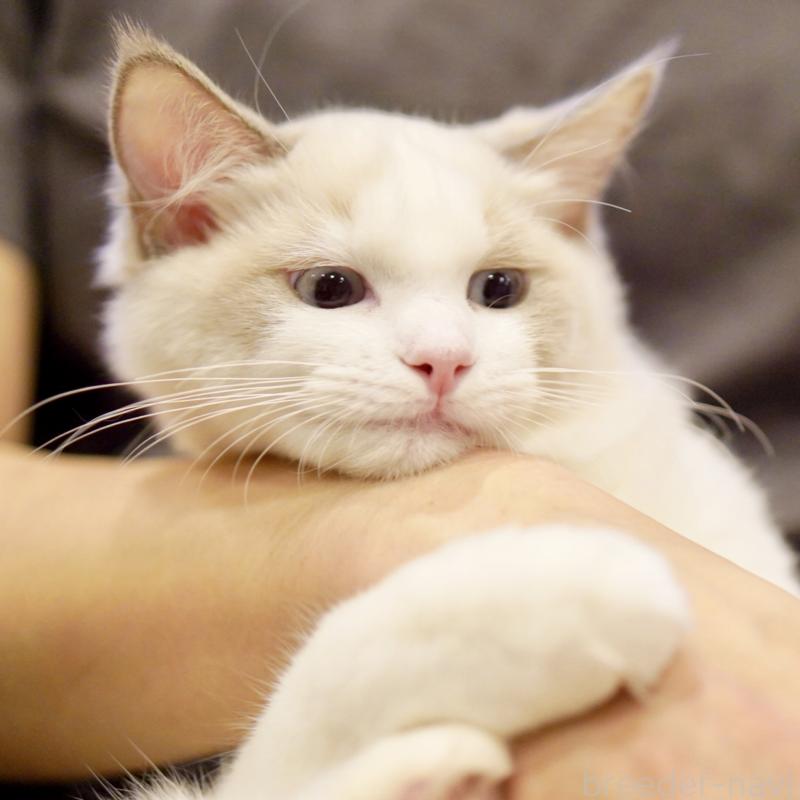 商談中の東京都のラグドール-121201の9枚目