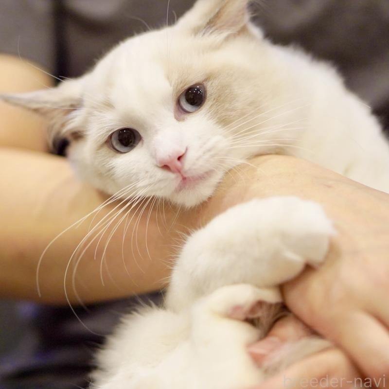 商談中の東京都のラグドール-121201の6枚目