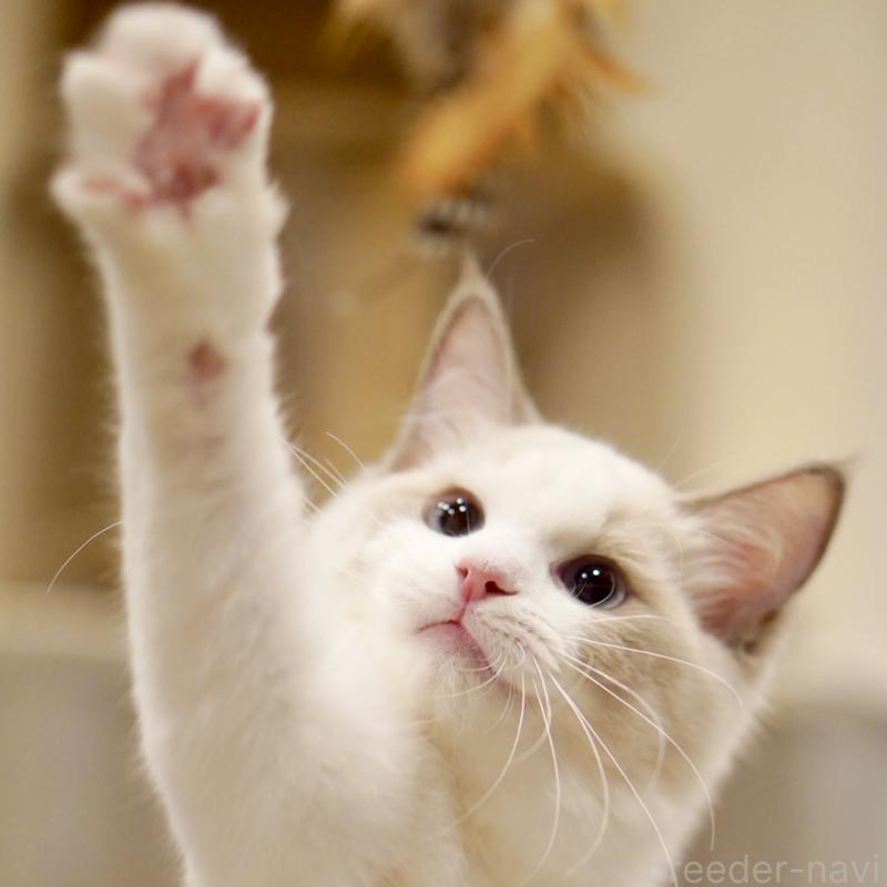 商談中の東京都のラグドール-121201の5枚目