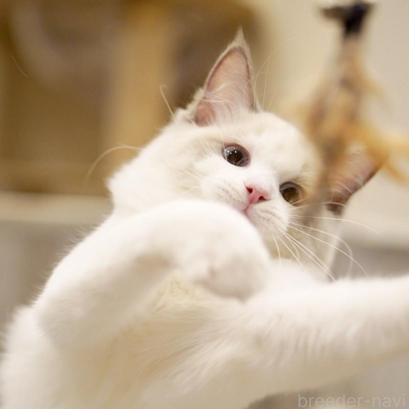 商談中の東京都のラグドール-121201の4枚目