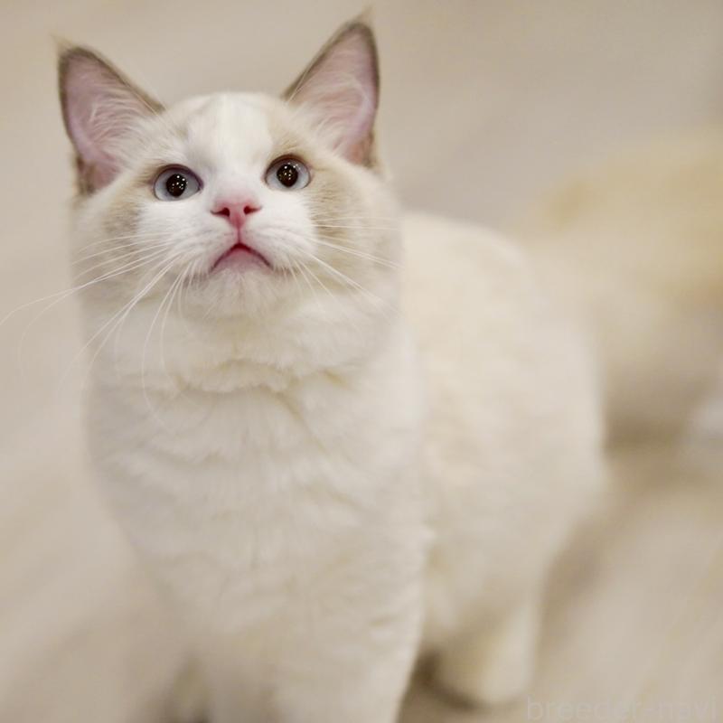 商談中の東京都のラグドール-121201の3枚目