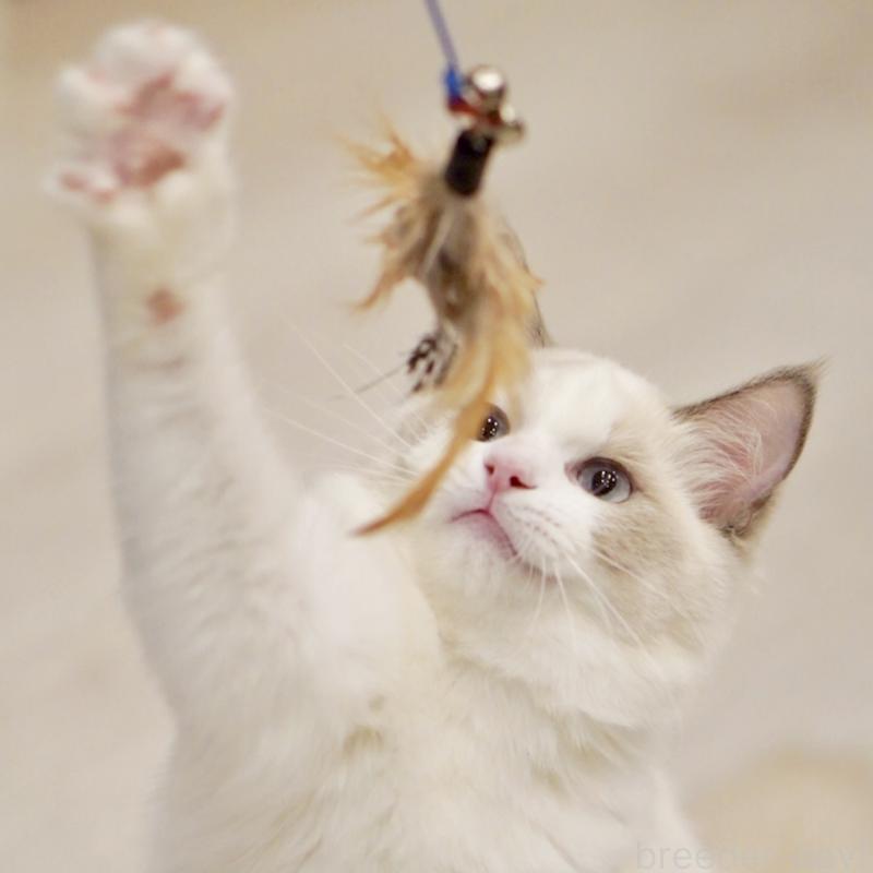 商談中の東京都のラグドール-121201の2枚目